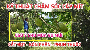 CẮT ĐỌT MÍT - CẦN GIẢI QUYẾT TRƯỚC MÙA MƯA