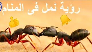 تفسير حلم النمل في المنام للمراءه الحامل