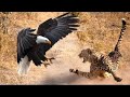 Os ataques de águia mais incríveis já capturados na câmera