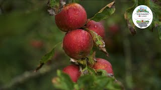 The Co-benefits of the 'Orchards for Farmers' Initiative