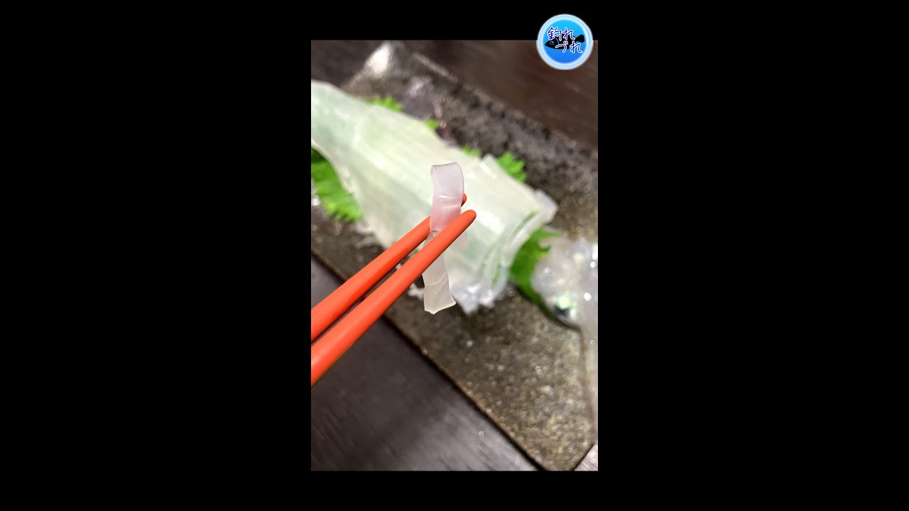 ヤリイカの活け造り 活かして持ち帰り ハンパない透明感