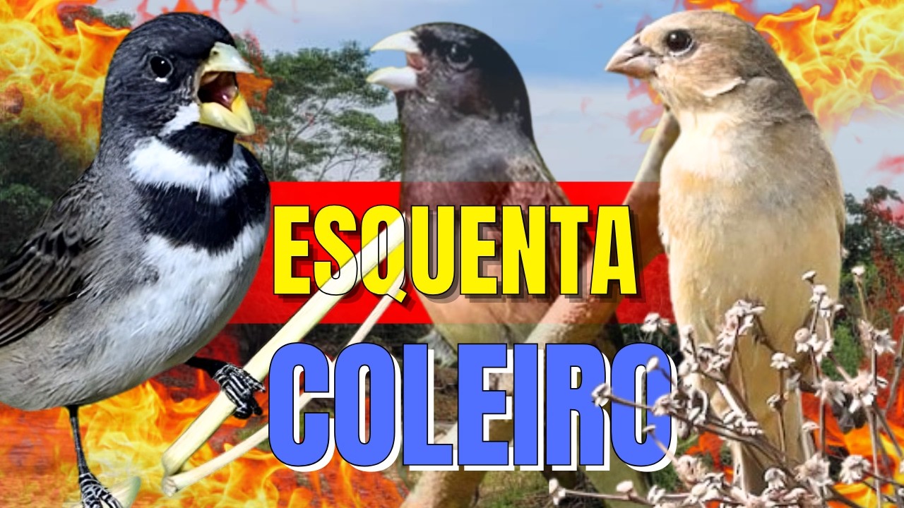 ESQUENTAR COLEIRO TUÍ TUÍ COM COLEIRO TUÍ TUÍ E FÊMEA DE COLEIRO CHAMANDO PARA ESQUENTAR COLEIRO