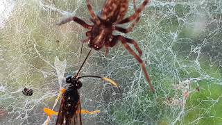 Spider Catches Wasp 2. Badumna Sp House Spider