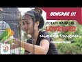 Bongkar teknik rahasia agar lovebird ngekek panjang