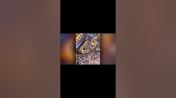 “Cuộc Chiến Ác Liệt  Rết Khổng Lồ Đánh Bại Rắn Siêu To Trong Trận Đấu Sinh Tồn!  #animals  #dongvat