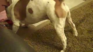 Staffies Mad Half Hour