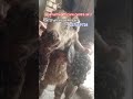 बकरियां में होने वाली Goat Pox बीमारी का घरेलू इलाज।#motivation #emostional #viral #viralvideo #sad