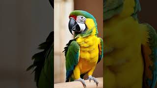 นกแก้ว: จ้าวแห่งสีสันและสติปัญญา 🦜