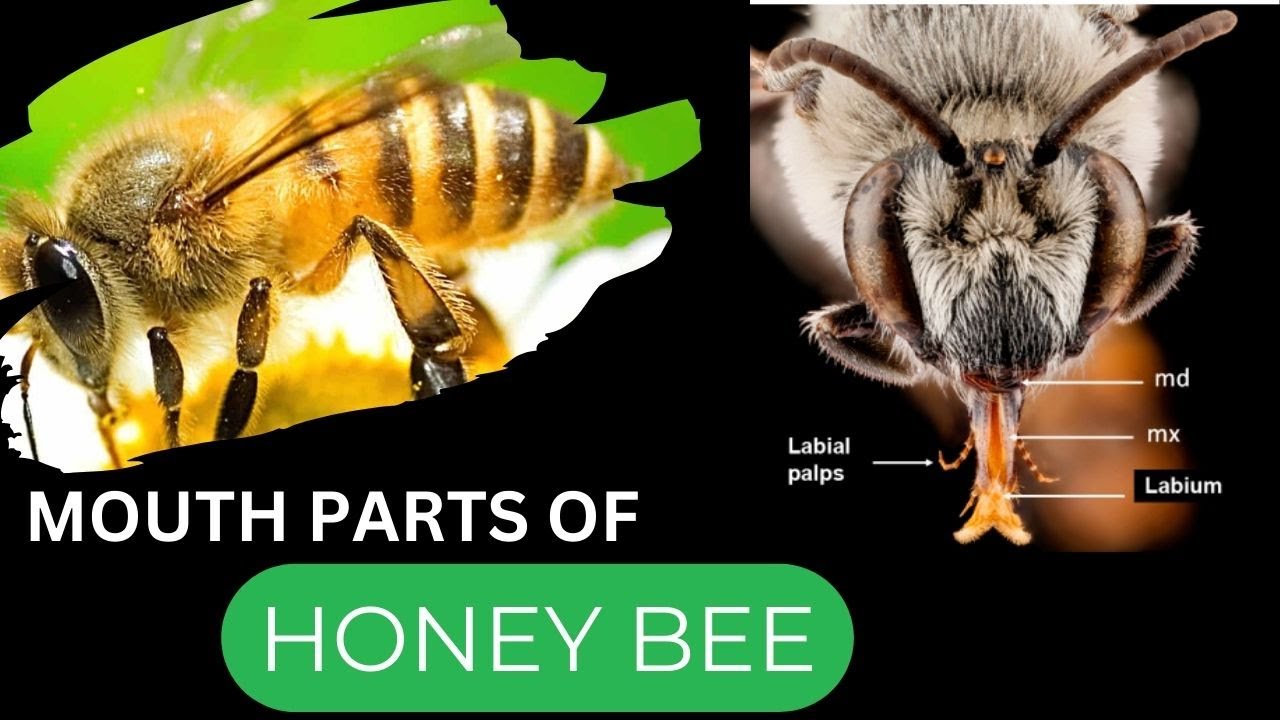 Ротовые части медоносной пчелы | Зоология | Доктор Рани С. Дхаран