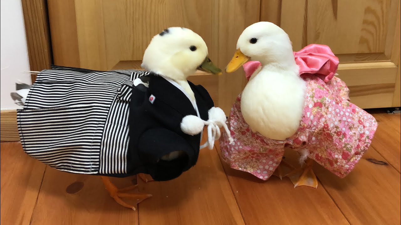Our Pet Call Ducks Dressed in Kimono Go To the Shrine! - YouTube