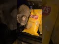 #cat Wait what 😳 Pig likes Chips