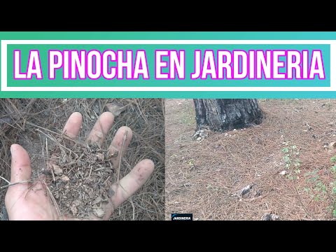 Video: Recolección de agujas de pino: aprende a recolectar agujas de pino para el jardín