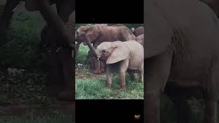 Why Baby Elephants Are Confused By Their Own Trunk 😲