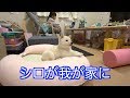 シロが我が家に