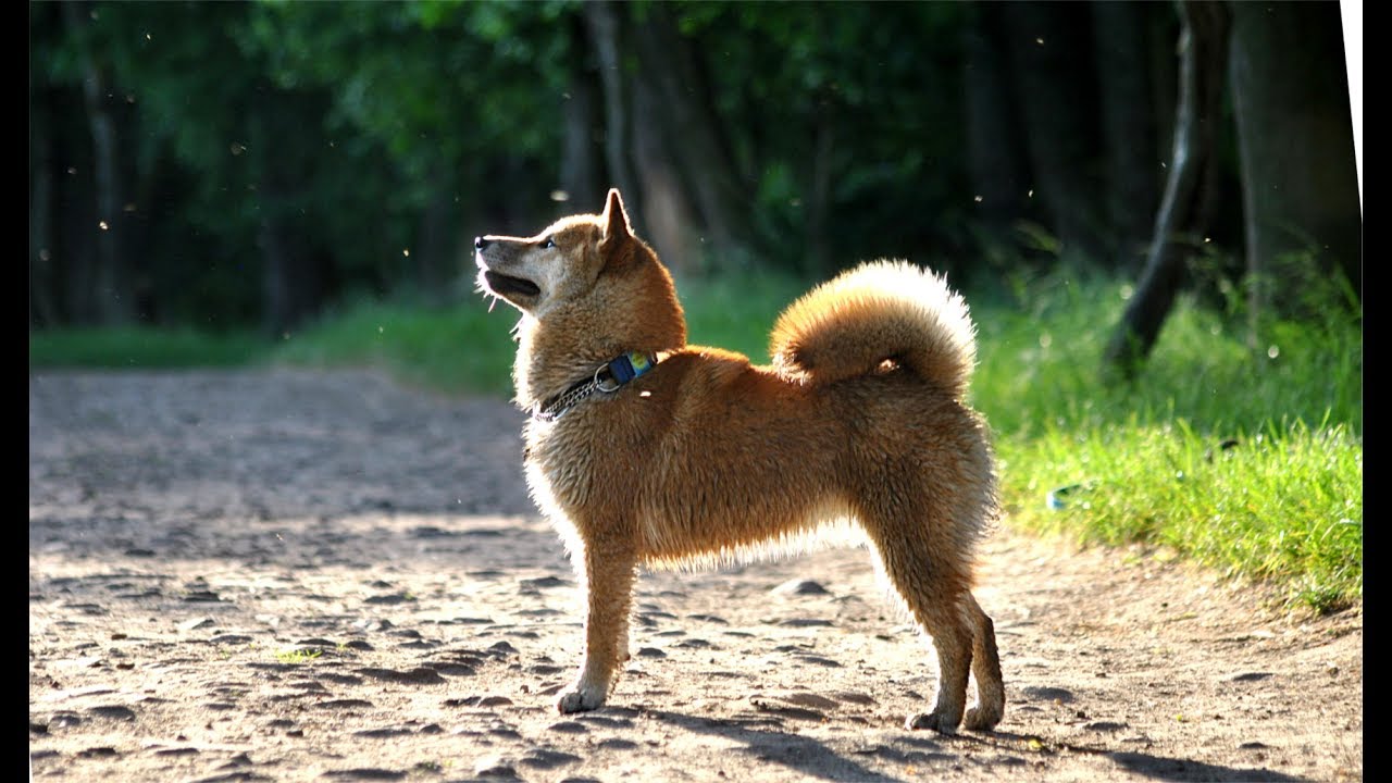 6 month old shiba inu