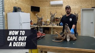 How to Cape out a Whitetail Deer!