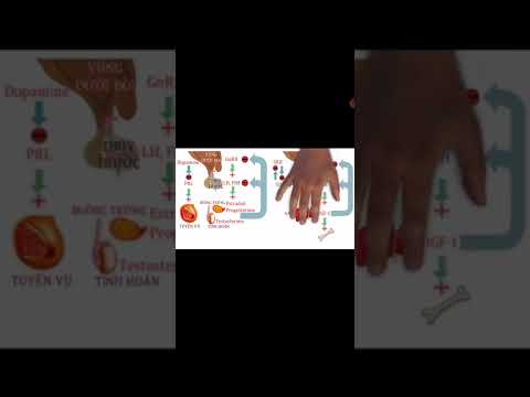 Video TUYẾN YÊN NẰM Ở ĐÂU - CHỨC NĂNG CỦA TUYẾN YÊN - youtube