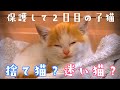 保護した子猫が先住犬と初めて対面した時の反応がこちらです【犬と猫】