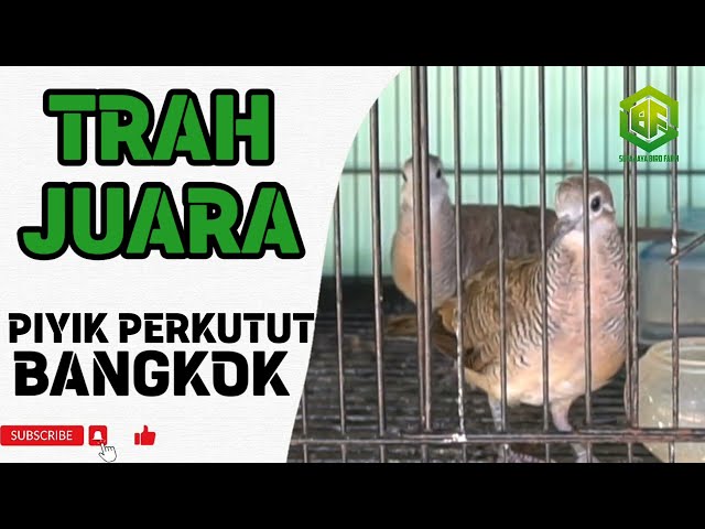 Perkutut Umur 2 Bulan Ring SUTAJAYA BIRD FARM Kandang Arya Wiraraja Netas 11-03-2023 class=