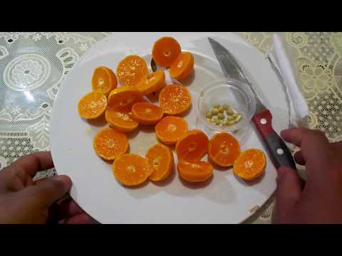 cara menyemai biji jeruk dengan mudah agar cepat tumbuh dan berbuah