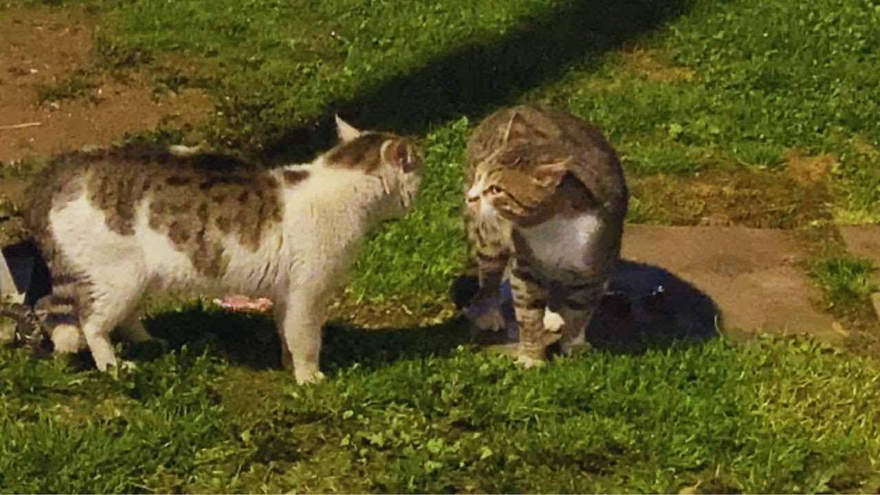 The cats got angry with each other and didn't share their food..