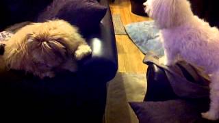battle of titans#1--VID-20101228-00005