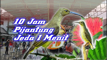 10 Jam Suara Pijantung [untuk masteran burung kesayangan anda]