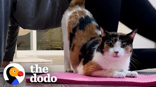 Stray Cat Kept Showing Up At Woman’s Door Insisting On Being Apart Of The Family | The Dodo Resimi