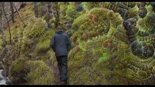 Stare into the fractal moss | LSD visuals nature (Psychedelic pattern test)