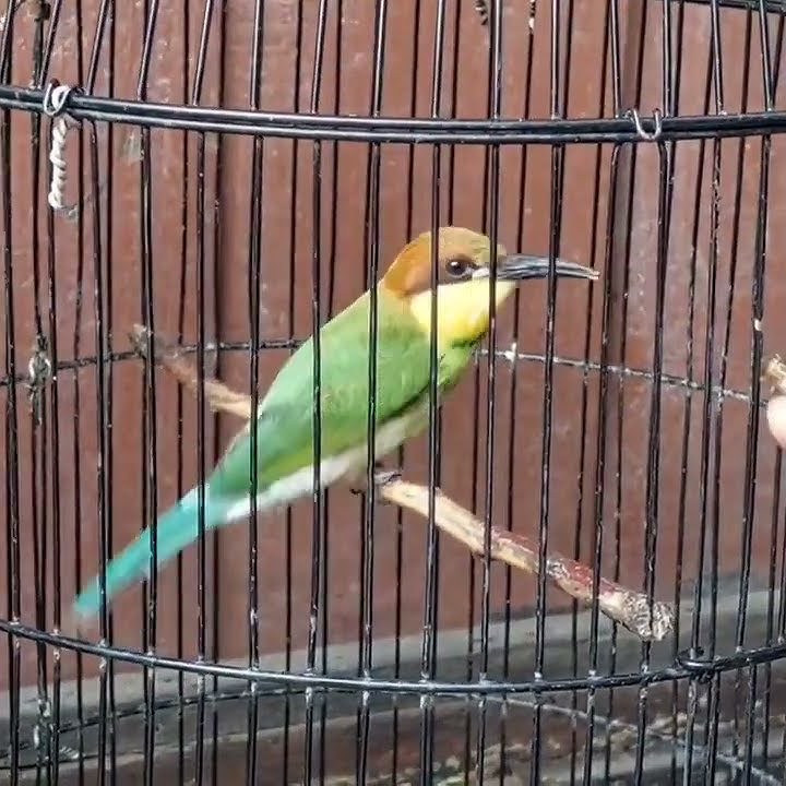 kirik kirik gacor