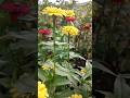 flower gardening #gardening #flowers #subscribe #support #publice