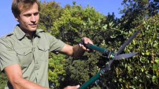Island Tree Service, Pruning, Trimming, Sarasota, Florida