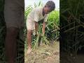 Ginger Harvesting by Hand | Farmer Pulls Fresh Ginger Directly from the Soi