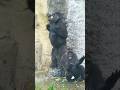 Funny Tayari and Jabali #gorilla