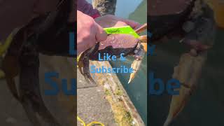 Dungeness Crabbing!! #crabbing #crab #dungenesscrab #westportwa