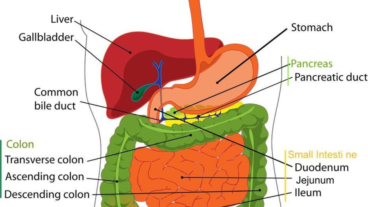 Rare Pancreatic Cancer with Giant Cells — What You Need to Know - YouTube