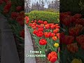 Весна в Севастополе #Севастополь #Севастопольвесной #севастопольскийвальс #sevastopol #весна #travel