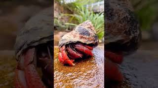 #seashell #seashells #snails #snail #pets #shotrs #shots #animals #videoshots