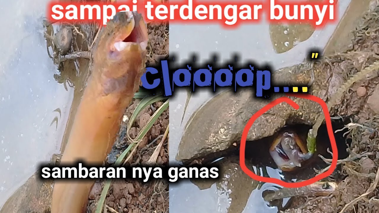 Kaget..sambaran belut terganas || mang imunk mancing