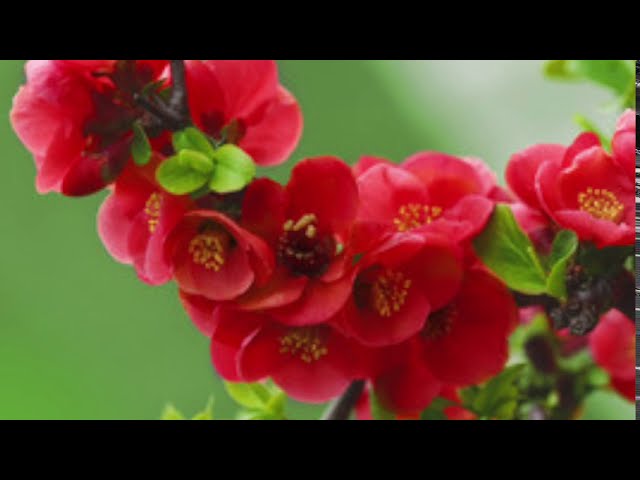 Watch Theme and Variations on "Sakura (Cherry Blossoms)" by Massimo Nosetti (1960-2013), 벚꽃 변주곡 이정아 연주 on YouTube