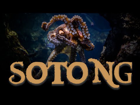 10 Fakta Tentang Sotong