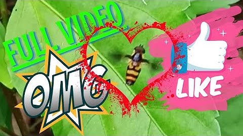 Hoverfy: flower fly, syrphid fly [Insect Hovering Over Leaves] Amazing Insect | Insect in action