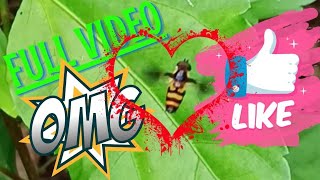 Hoverfy: flower fly, syrphid fly [Insect Hovering Over Leaves] Amazing Insect | Insect in action