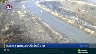 Mezraya İnen Kurt Görüntülendi̇