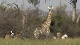 Let us take you to African Horseback Safaris in Botswana (shared by Inspiration Africa)