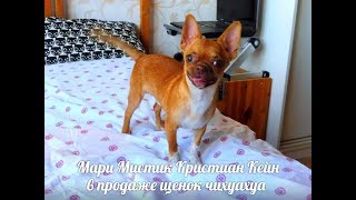 ЩЕНОК ЧИХУА ПРОДАЮ - МАРИ МИСТИК КРИСТИАН КЕЙН ( ПИТОМНИК ЩЕНОК ЧИХУА ПРОДАЮ - МАРИ МИСТИК КРИСТИАН КЕЙН ( ПИТОМНИК