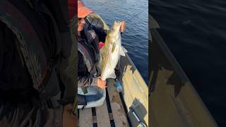Fish Release Bass Release #fishing #fishinggirl #releasevideo #bassfishing