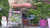 Entretenir ses orchidées - Le rempotage. Orchidées Vacherot & Lecoufle