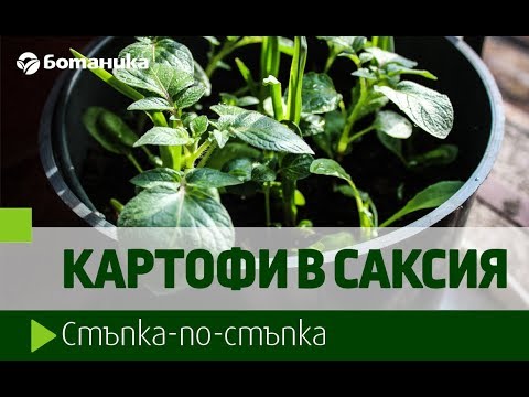 Видео: Стайно растение за картофено растение – отглеждане на картофено растение в саксия на закрито