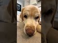 DOG #dog #cute #shorts #shortsviral #latesupdates #shortvideos #viral #love #funnycute #pets #perros